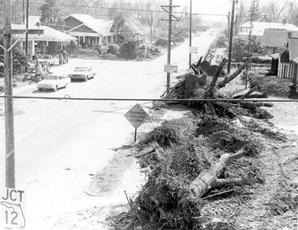 Trees being removed to make way for widening of U.S. Highway 27 - Havana, Florida.