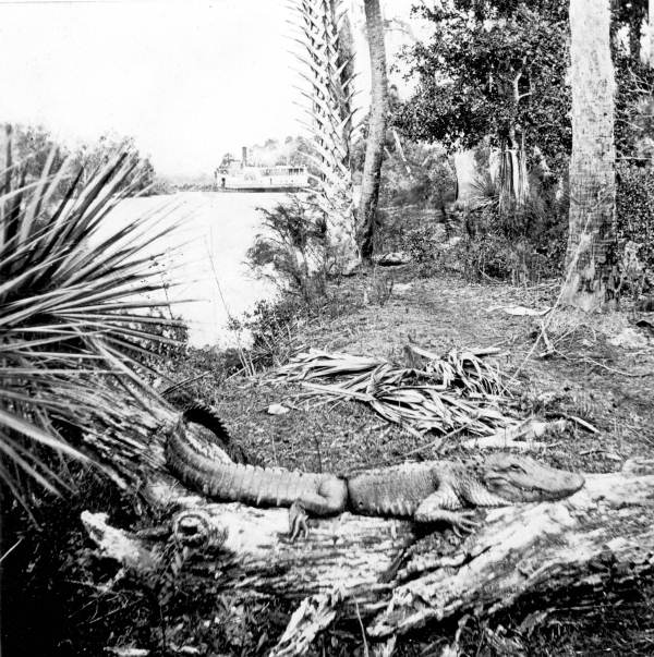 Alligator "sunning" himself on the Saint Johns River