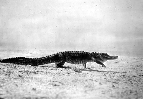 Alligator walking
