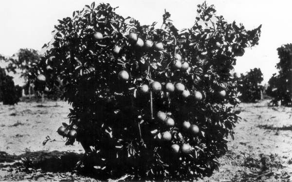 Four year-old grapefruit tree - Auburndale, Florida