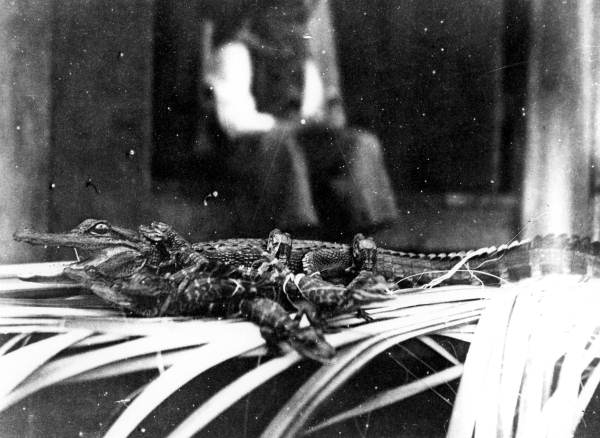 Baby alligators and mother