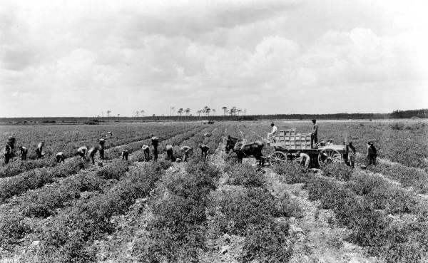 Tomato harvest - Miami, Florida.
