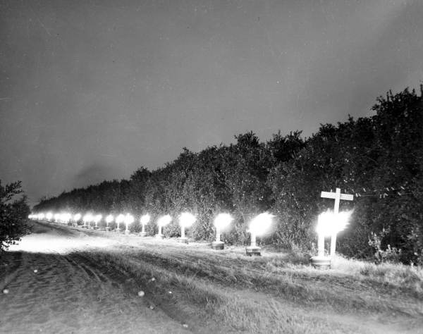 Citrus trees are protected against the cold