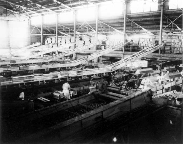 Adams Packing Company :Auburndale, Florida