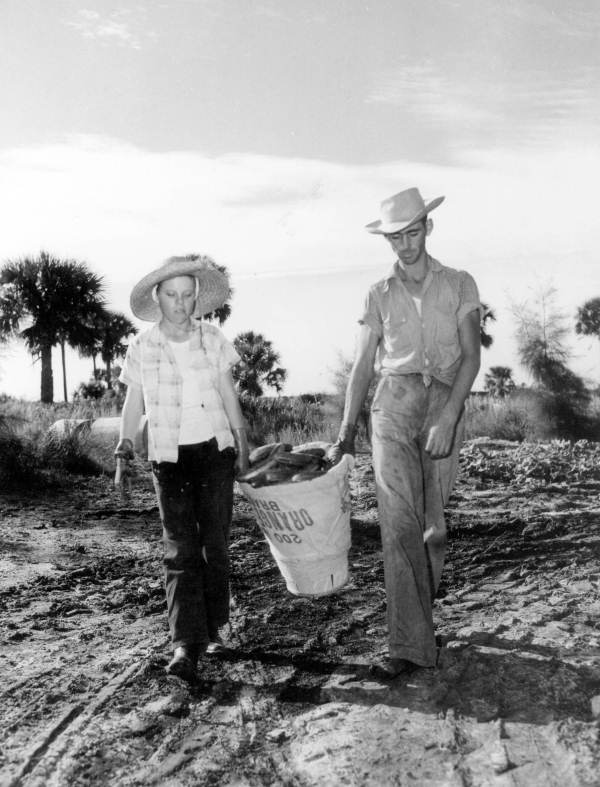 Cucumber collecting - Ruskin, Florida