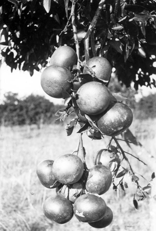 Grapefruit hanging from tree