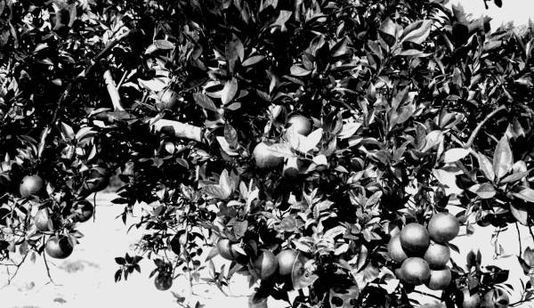 Orange tree in fruit, Lane's grove - Winter Park, Florida