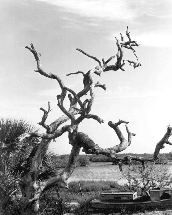 View of gnarled tree - Cedar Key, Florida