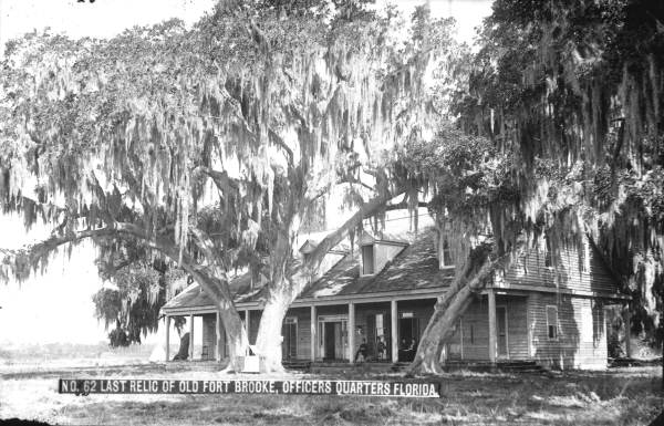 Live oak tree by old garrison at Fort Brooke