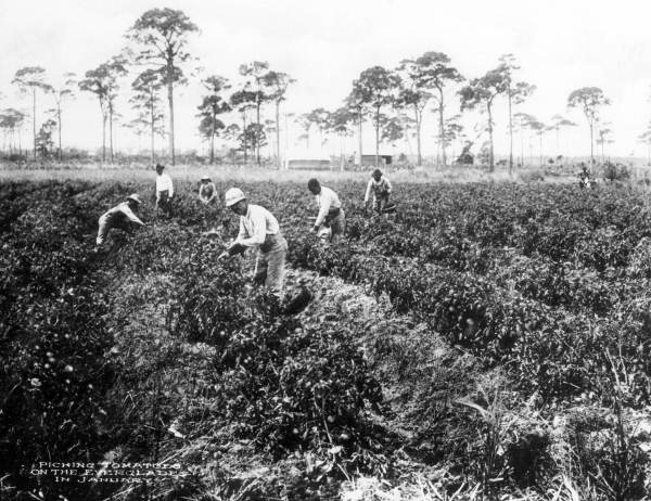 Picking tomatoes on the Everglades