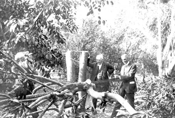John Burroughs, Thomas A. Edison and Henry Ford cutting up a tree.