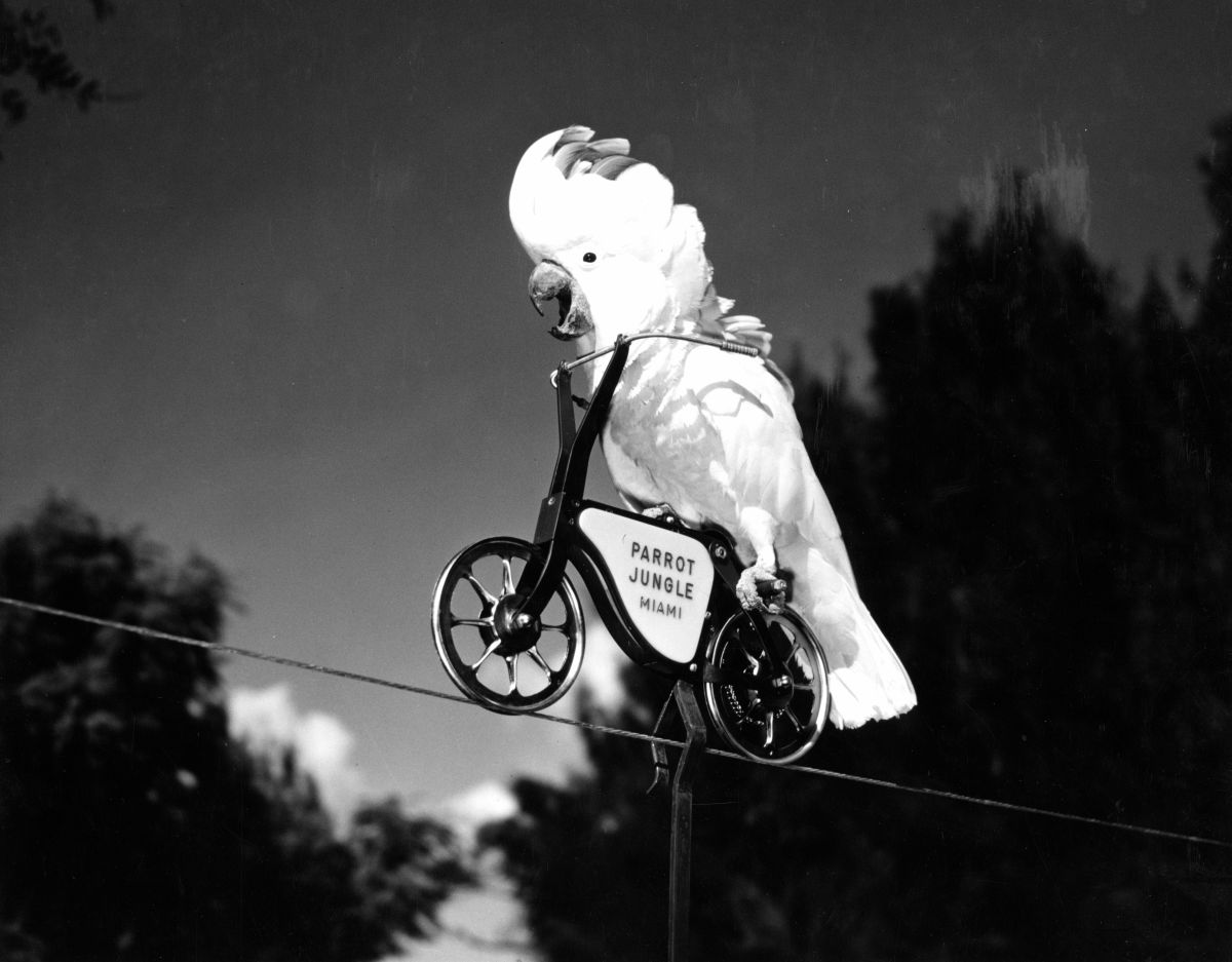 Cockatoo on a "bicycle" at Parrot Jungle - Miami, Florida.