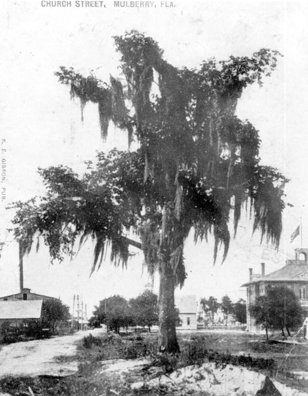 Large tree by the side of Church street - Mulberry, Florida