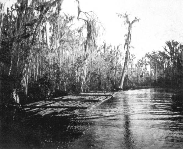 Raft of cypress logs on the Oklawaha River