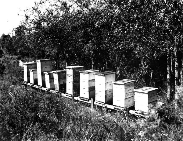 Bee hives