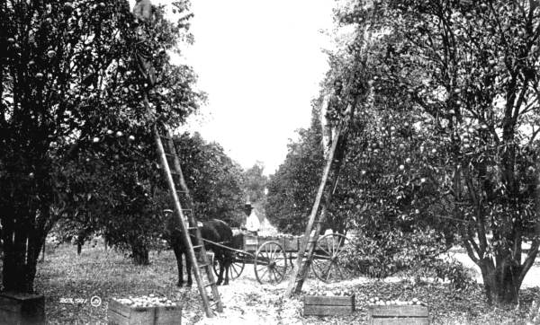 Orange pickers at work