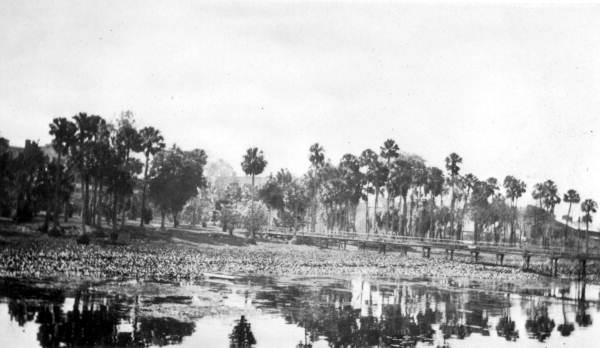 View of bridge and palm trees - Sanford, Florida