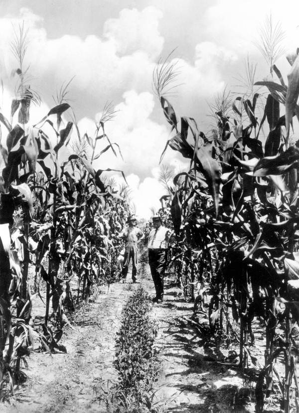 Corn field - Saint Andrew Bay, Florida