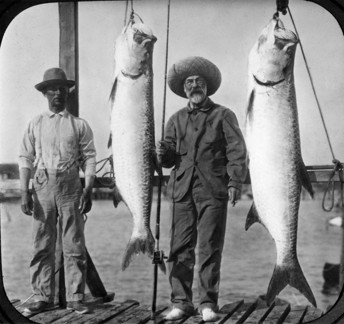 Fishermen with tarpon