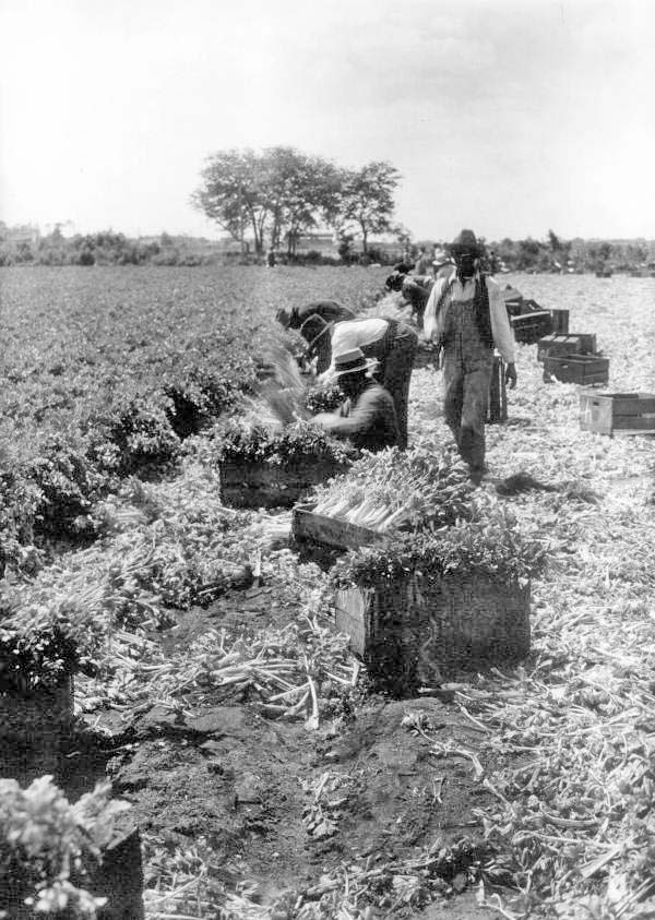 Celery harvesting