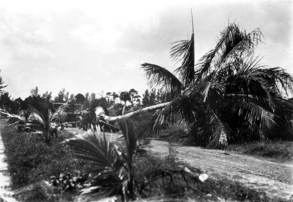 Large coconut palm tree being moved - Boynton, Florida