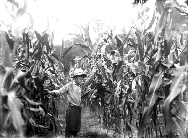Tom Feaster standing in a corn field - Micanopy, Florida