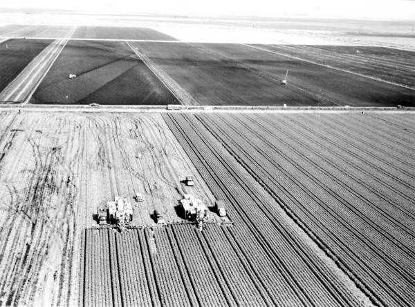 Celery harvest - Clewiston, Florida