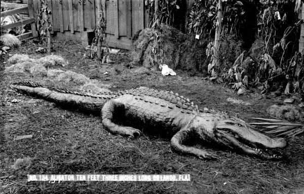 Alligator exhibit in Orlando