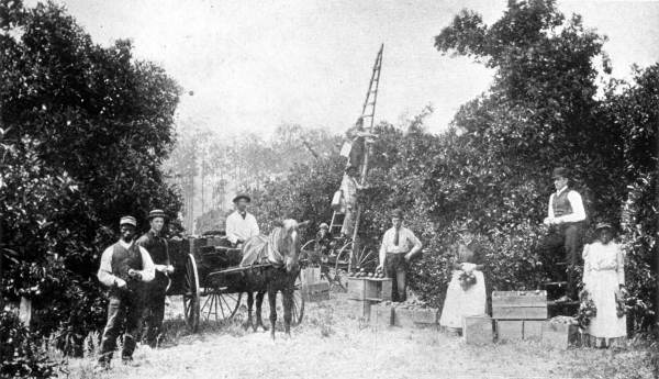 Lue Gim Gong in an orange grove - DeLand, Florida