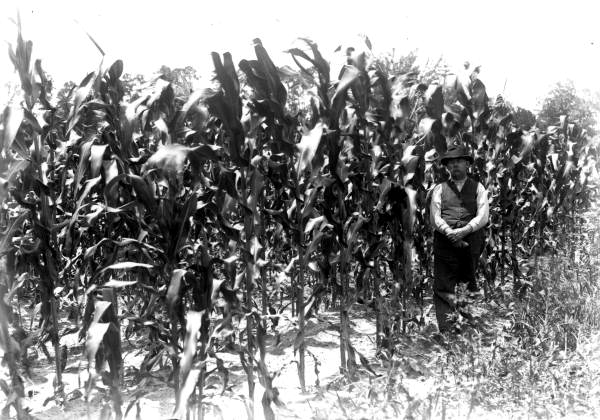 Corn growing on the Mansfield family farm - Gainesville Region, Florida.