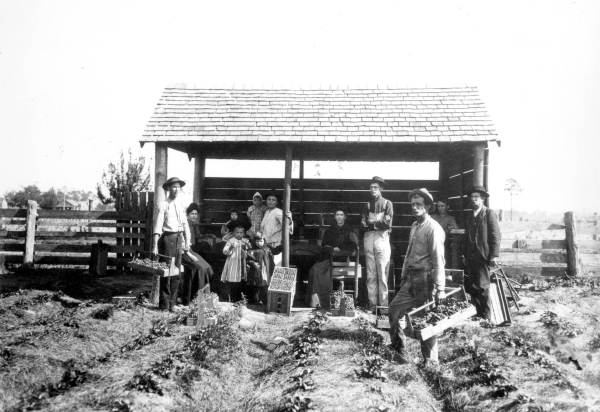 Strawberry harvest in Bradford County