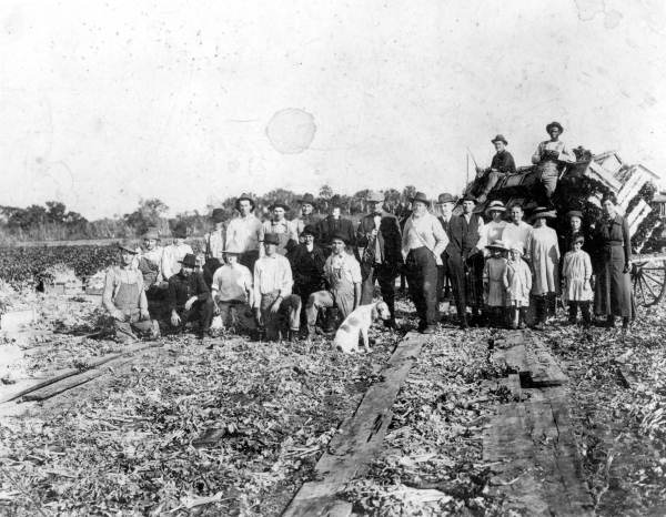 Workers packing celery