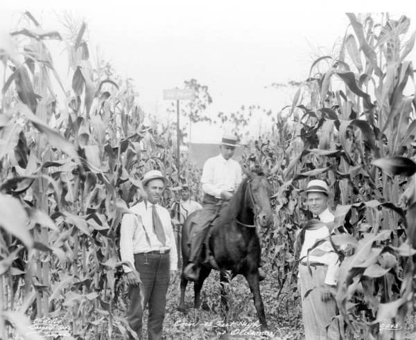 12 foot corn - Oldsmar, Florida