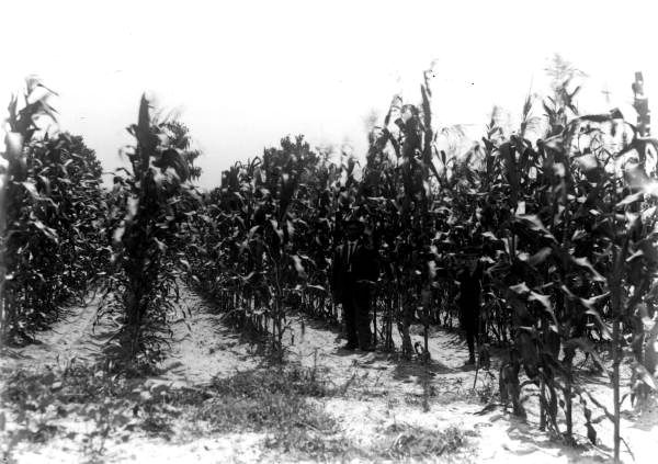 Corn field on the Estabrook family farm - Gainesville Region, Florida.