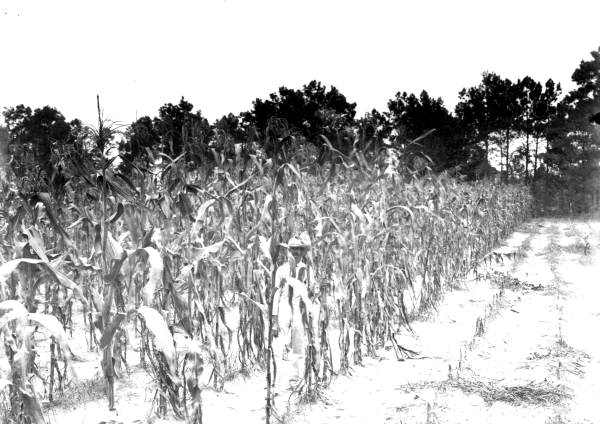 Field of corn just before cutting and shocking - Gainesville, Florida.