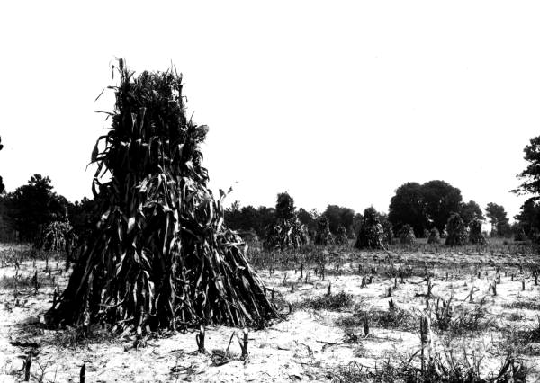 Field of shocked corn, Gainesville (1911) Field of shocked corn, Gainesville (1911)