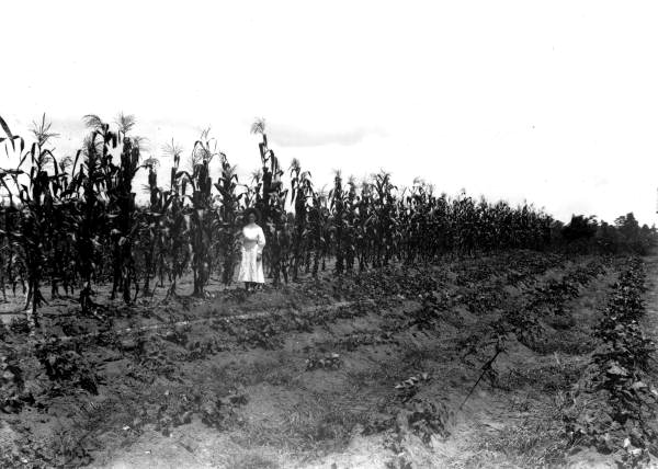 Girl standing in between corn and (beans?) in adjacent fields