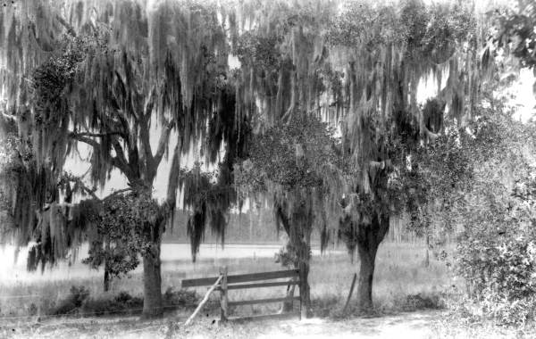 View of trees - Apopka, Florida