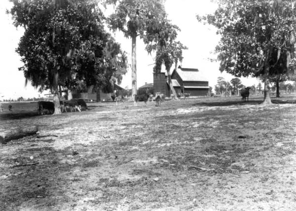 View of cows in pasture - Gainesville, Florida