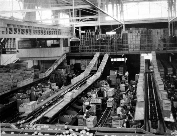 Workers load crates in Waverly Growers Co-op packing house