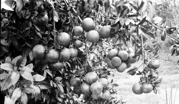 Clusters of grapefruit at the Minnehaha Grove - Maitland, Florida
