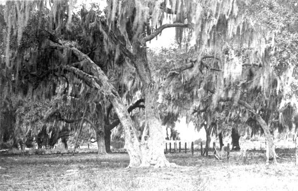 Live Oak trees at Fort Brooke