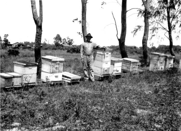 Cook's Apiary - LaBelle, Florida