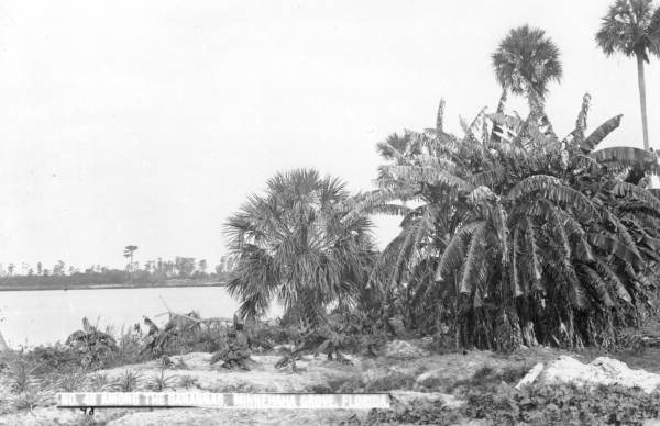Banana trees at the shore of Lake Minnehaha - Clermont, Florida