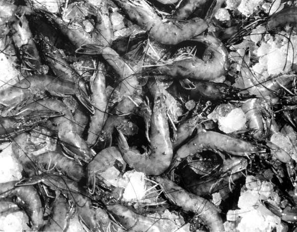 Shrimp on ice