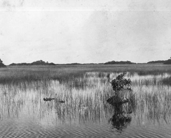 Landscape view from the Tamiami Trail - Everglades, Florida