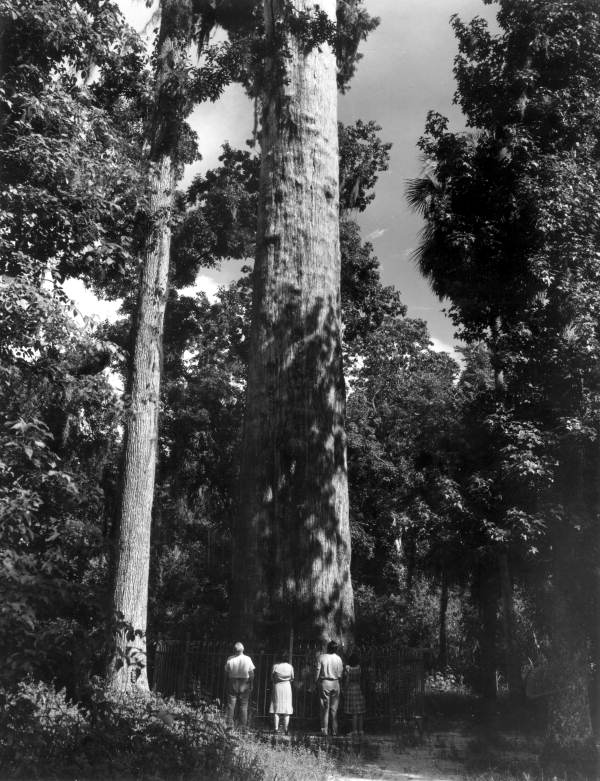 People admiring "The Senator" tree - Longwood, Florida
