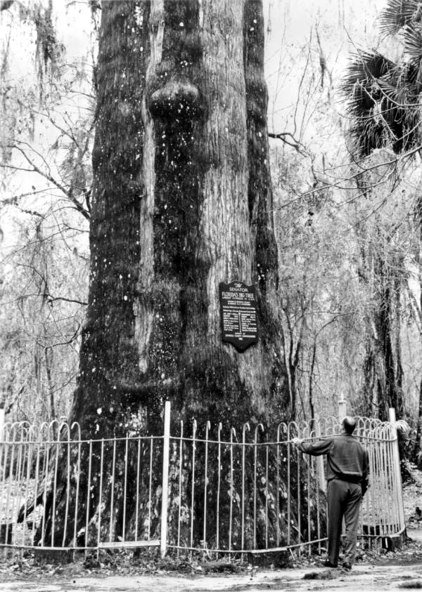Man standing by the fence for "The Senator" tree - Longwood, Florida