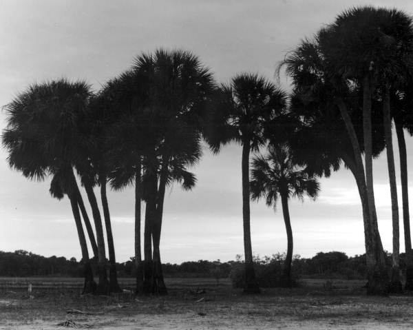 Sabal palms silhouetted by the setting sun - Sarasota, Florida