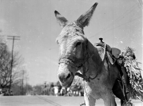 View of a mule - Jacksonville, Florida.